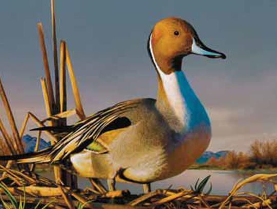 Area Youths Honored In SD Duck Stamp Contest