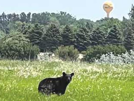 Britton’s ‘Beary’ Unexpected Visitor