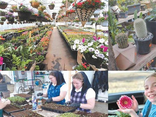 Business is Blooming at Sunset Greenhouse