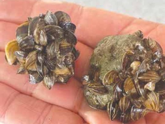 Critics Say Governor and Legislature Falling Short In Zebra Mussels Fight