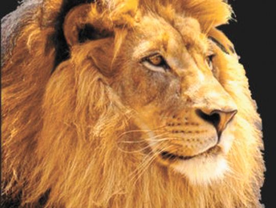 FAULKTON STOPS LIONS CAGERS