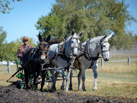 FORT HARVEST FESTIVAL SATURDAY