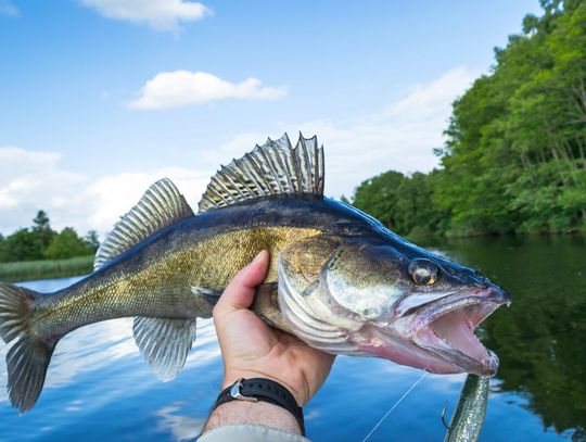 GFP GIVES FISH REPORT