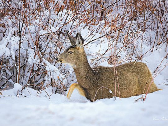 LAKE CITY NATIVE'S POEM HAS FAR REACH