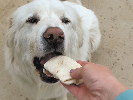 LANGFORD DOG'S JOURNEY A DOG-GONE GOOD STORY