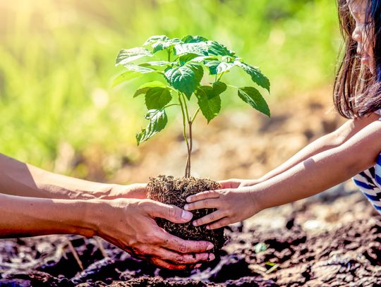 MC CONSERVATION: TREE SEASON BEGINS