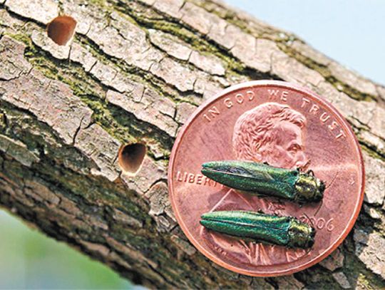 MILBANK TACKLES EMERALD ASH BORER PROBLEM