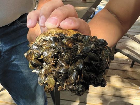 ZEBRA MUSSELS ARE PAINFUL NUISANCE