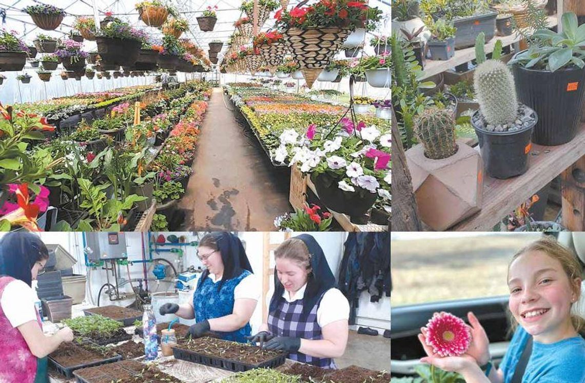 Business is Blooming at Sunset Greenhouse