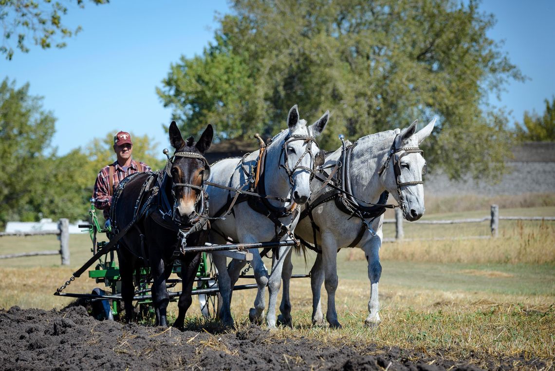 FORT HARVEST FESTIVAL SATURDAY