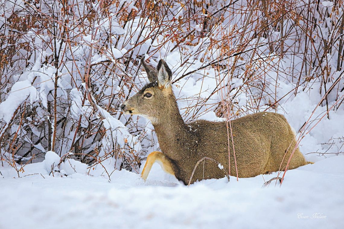LAKE CITY NATIVE'S POEM HAS FAR REACH LAKE CITY NATIVE'S POEM HAS FAR REACH