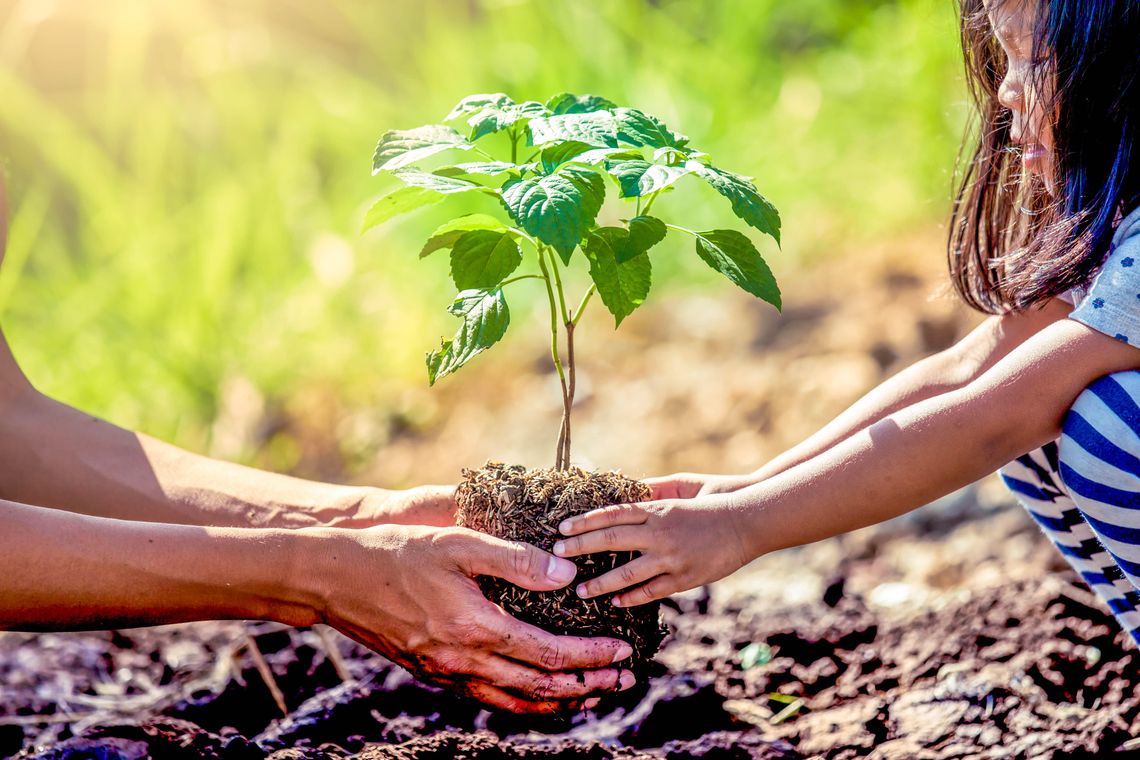 MC CONSERVATION: TREE SEASON BEGINS