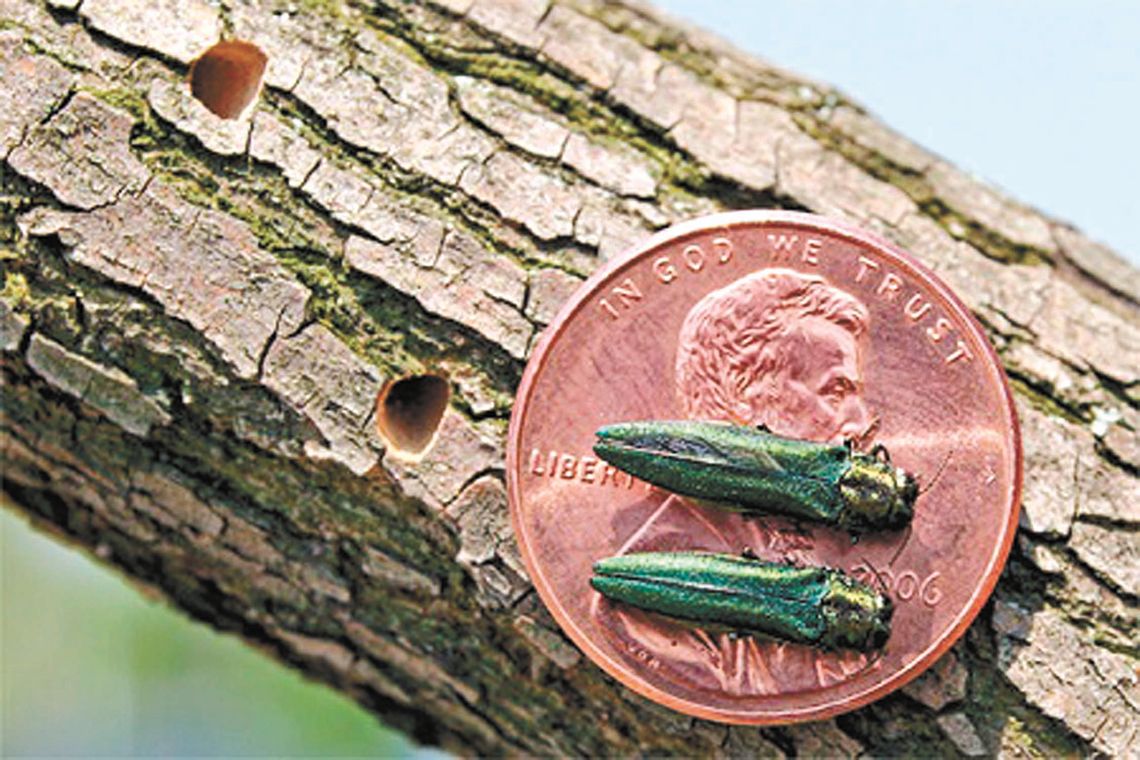MILBANK TACKLES EMERALD ASH BORER PROBLEM