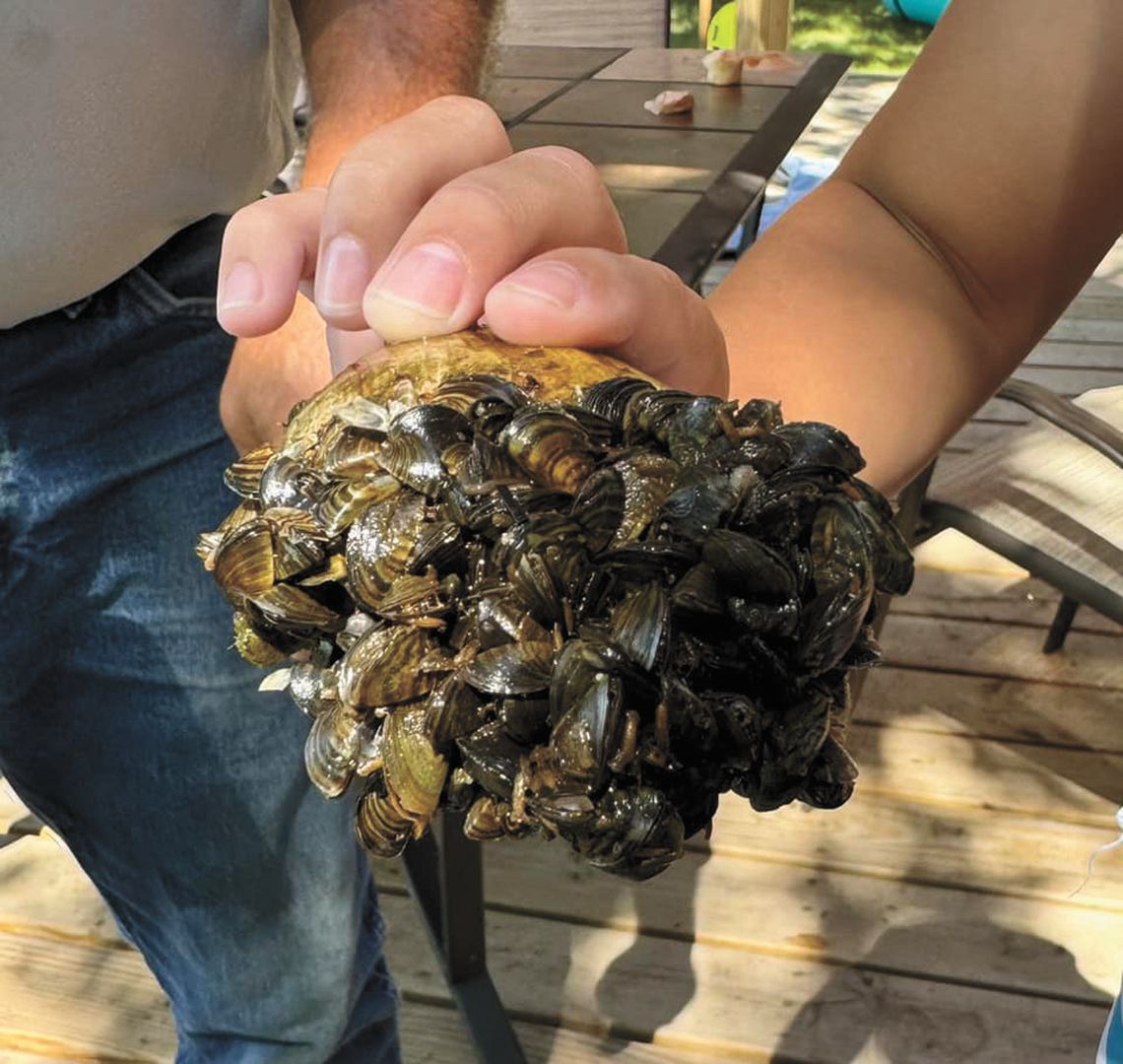 ZEBRA MUSSELS ARE PAINFUL NUISANCE