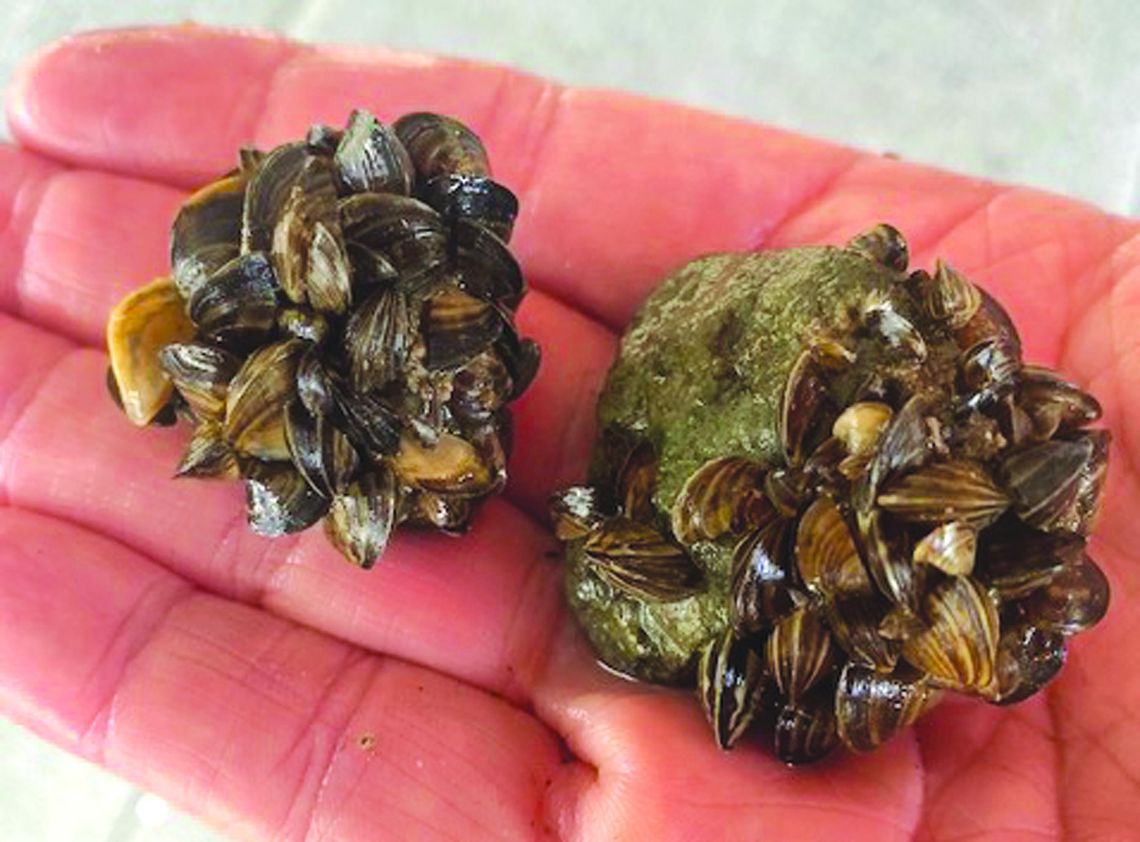 ZEBRA MUSSELS FOUND IN ROY LAKE