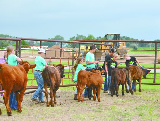 Bucket Calf Division