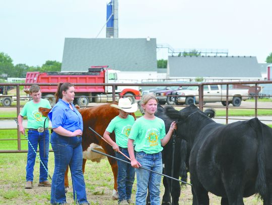 Overall Market Beef Division