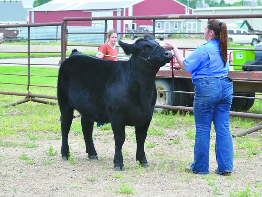 Breeding Heifer Beef