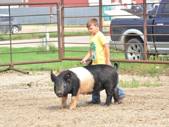 Marshall County 4H Achievment days